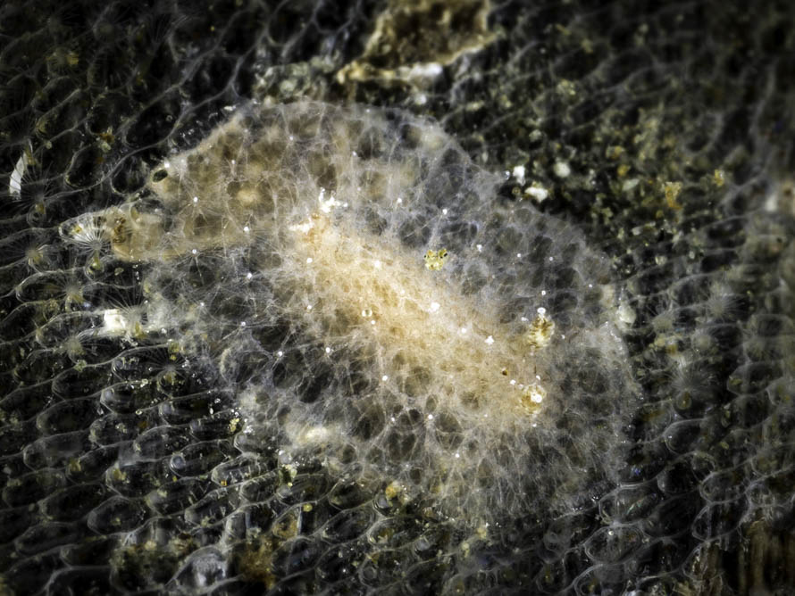 Discodorid sp. Q